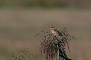 DPPhotography - Northern Greece - Whinchat - A