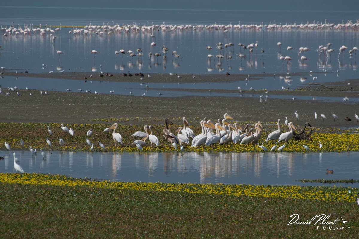 DPPhotography - Northern Greece - White pelican - A.jpg - White pelican - Lake Kerkini, Greece
