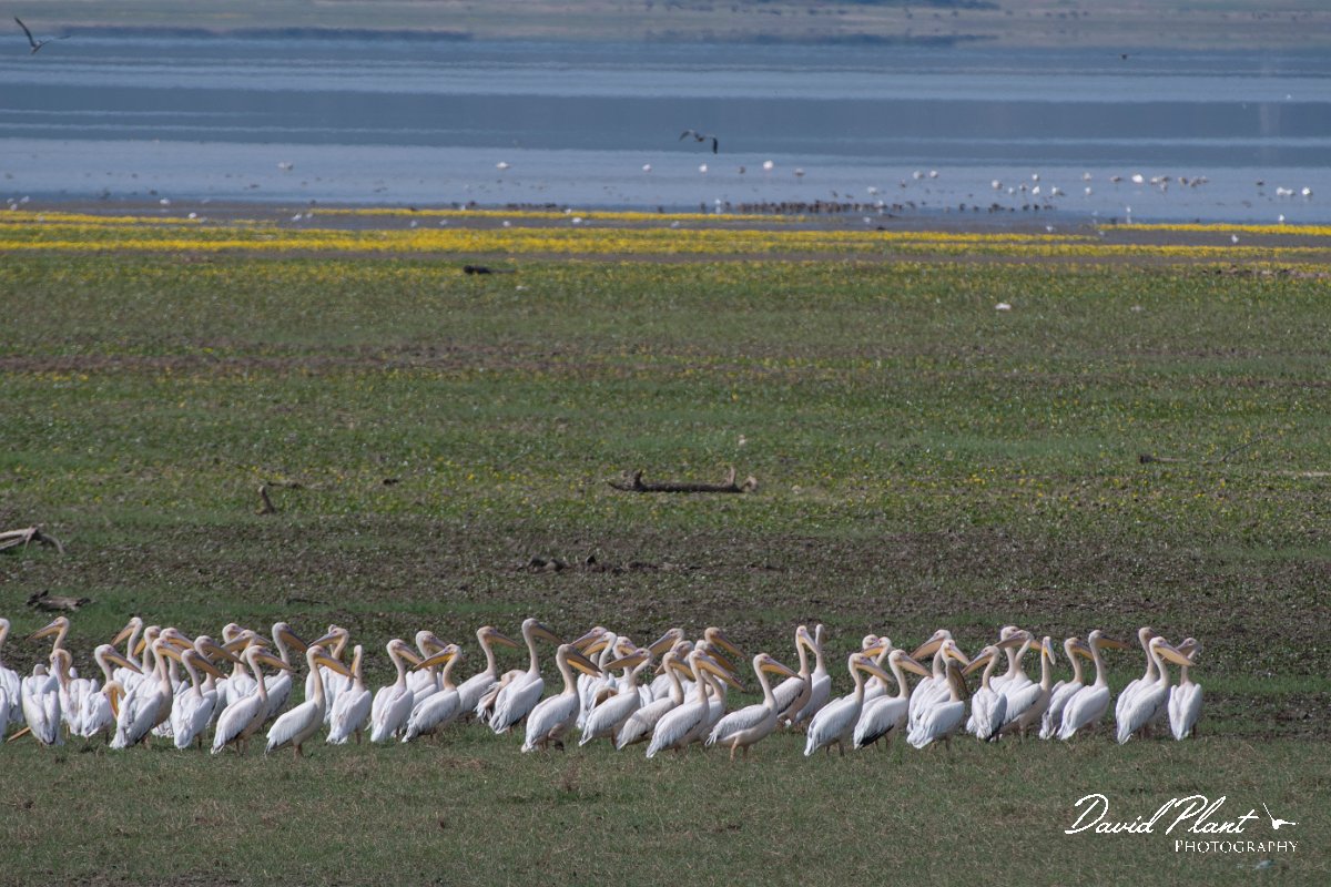 DPPhotography - Northern Greece - White pelican - B.jpg