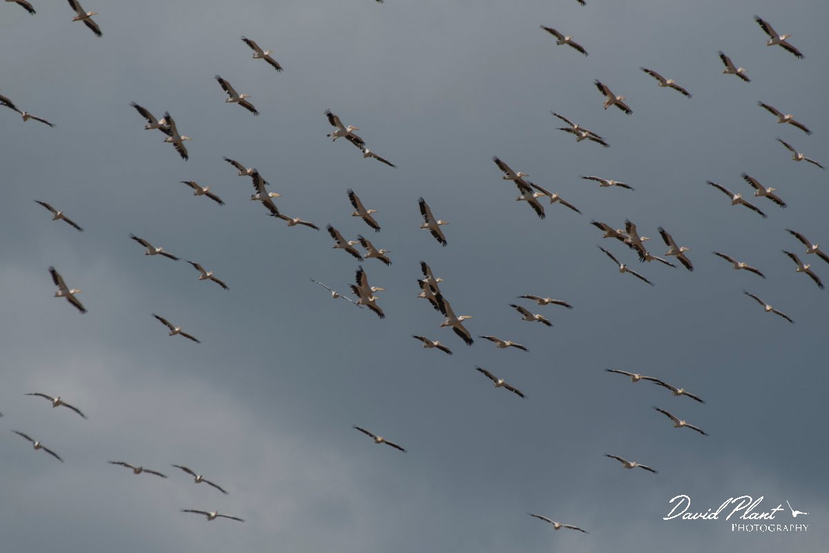 DPPhotography - Northern Greece - White pelican - C.jpg - White pelican flock flying - Lake Kerkini, Greece