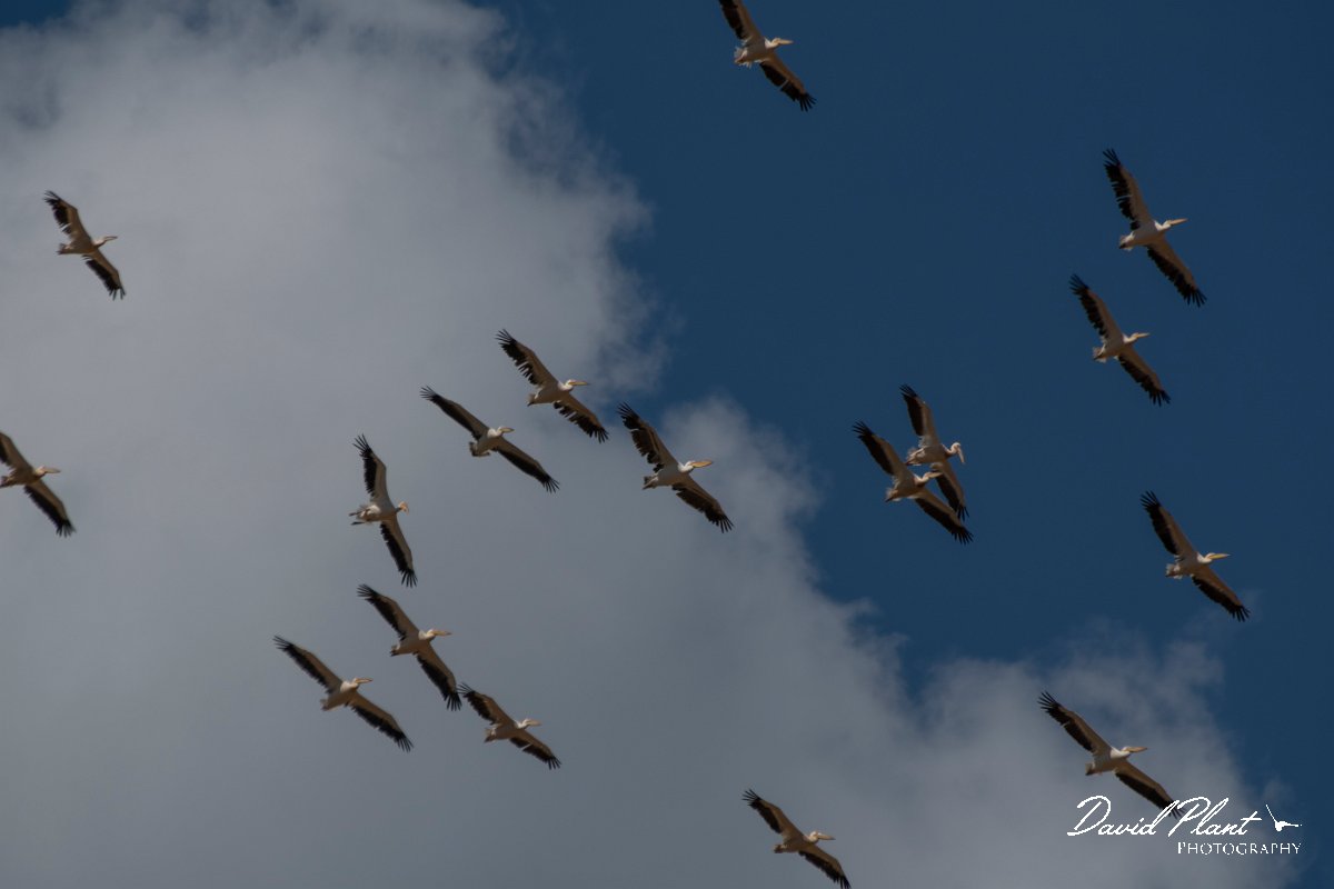 DPPhotography - Northern Greece - White pelican - D.jpg - White pelican flock flying - Lake Kerkini, Greece