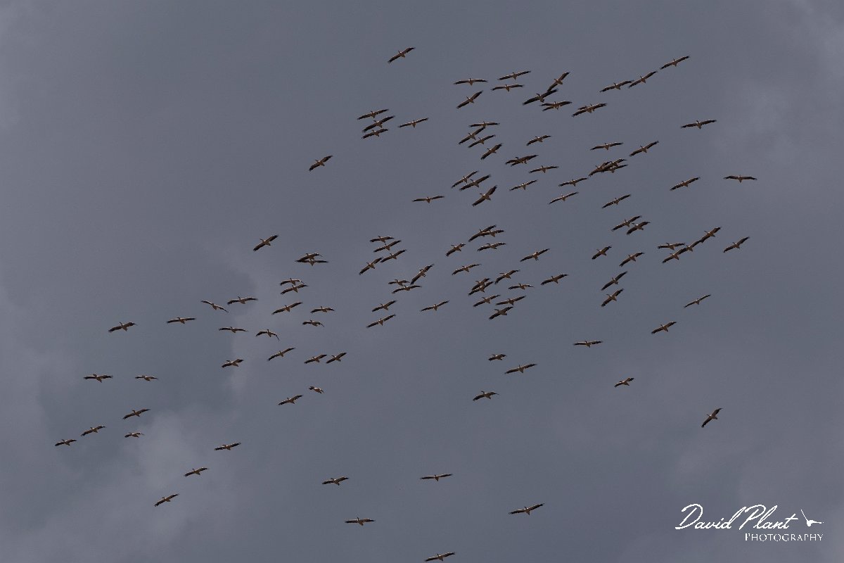 DPPhotography - Northern Greece - White pelican - E.jpg - White pelican flock flying - Lake Kerkini, Greece