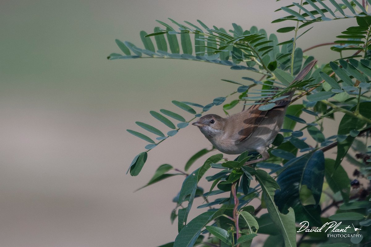 DPPhotography - Northern Greece - Whitethroat - A.jpg - Whitethroat - Lake Kerkini, Greece