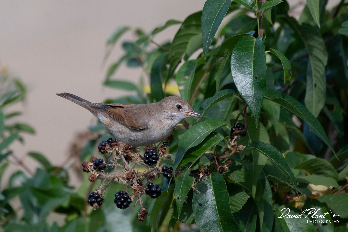 DPPhotography - Northern Greece - Whitethroat - B.jpg - Whitethroat - Lake Kerkini, Greece