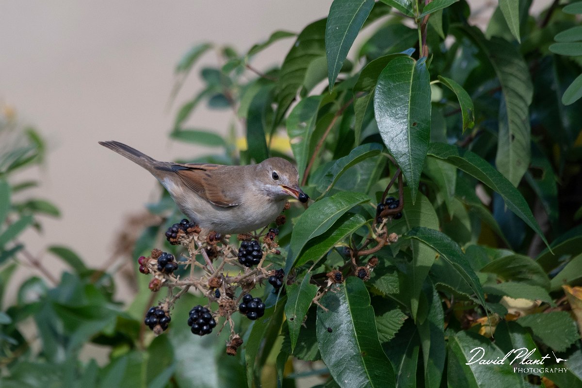 DPPhotography - Northern Greece - Whitethroat - C.jpg - Whitethroat - Lake Kerkini, Greece