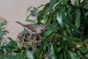 DPPhotography - Northern Greece - Whitethroat - C