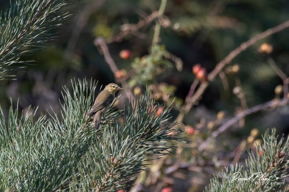 DPPhotography - Northern Greece - Willow warbler - B.jpg - Willow warbler - Mount Belles, Greece