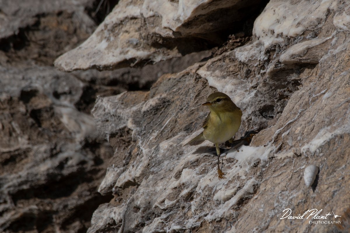 DPPhotography - Northern Greece - Willow warbler - C.jpg - Willow warbler - Mount Pangeo, Greece