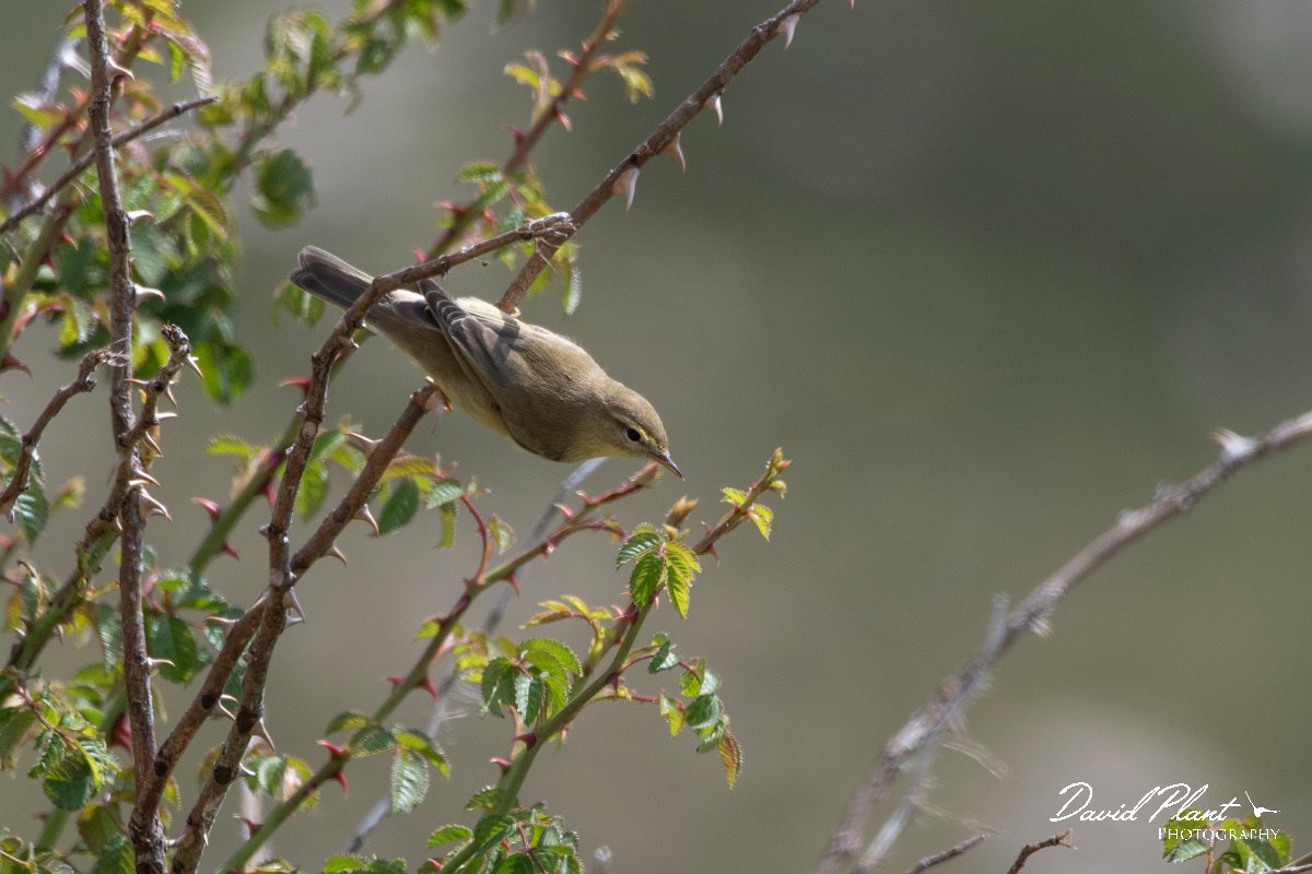 DPPhotography - Northern Greece - Willow warbler - D.jpg - Willow warbler - Mount Pangeo, Greece