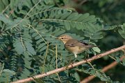 DPPhotography - Northern Greece - Willow warbler - A