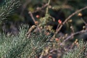 DPPhotography - Northern Greece - Willow warbler - B