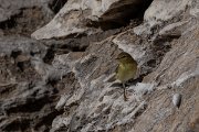 DPPhotography - Northern Greece - Willow warbler - C