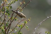 DPPhotography - Northern Greece - Willow warbler - D