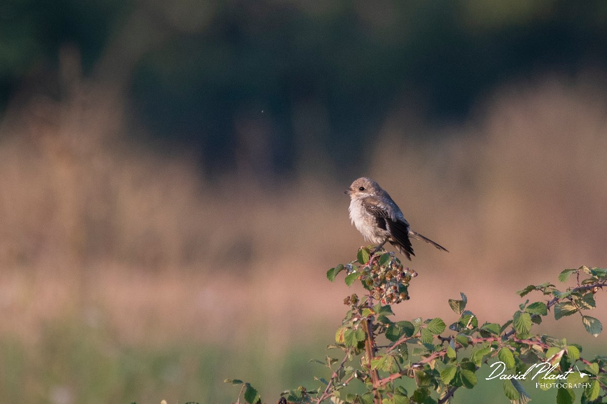 DPPhotography - Northern Greece - Woodchat shrike - A.jpg - Woodchat shrike - Lake Kerkini, Greece