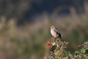 DPPhotography - Northern Greece - Woodchat shrike - B