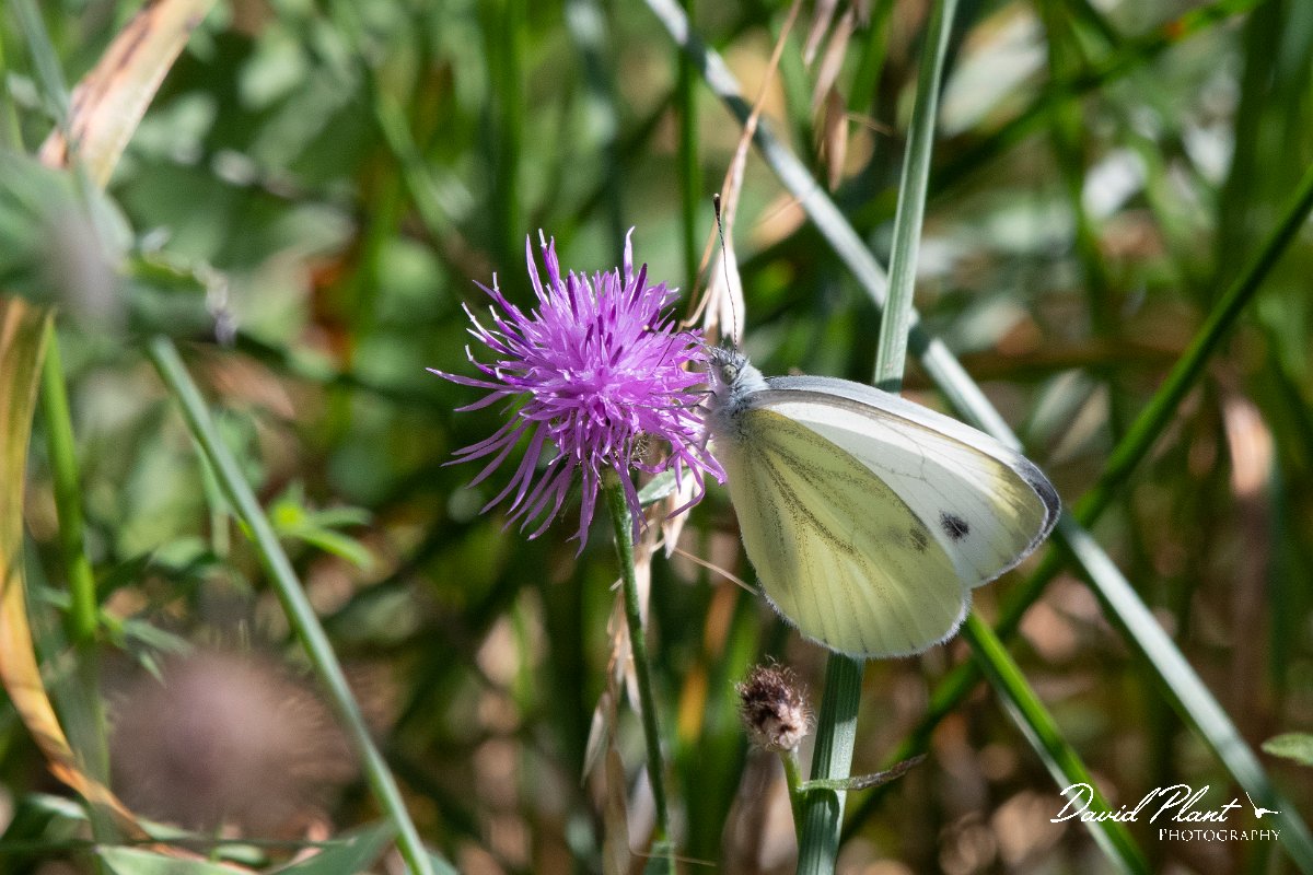 DPPhotography - Northern Greece - Balkan green-veined white - A.jpg - Balkan green-veined white - Mount Vrontou, Greece