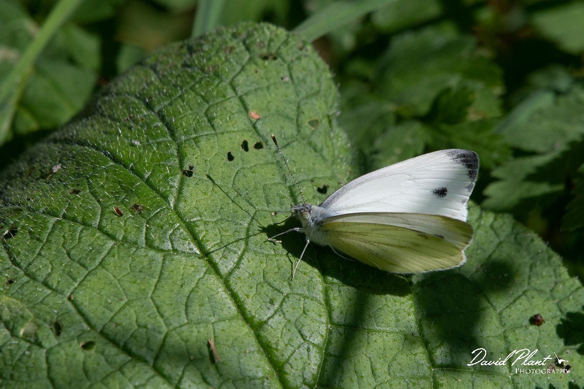 DPPhotography - Northern Greece - Balkan green-veined white - B.jpg - Balkan green-veined white - Mount Vrontou, Greece