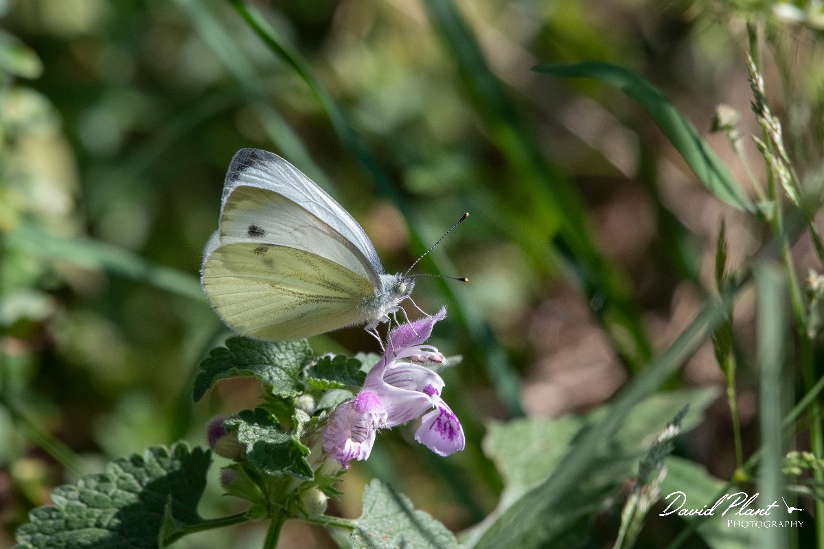 DPPhotography - Northern Greece - Balkan green-veined white - C.jpg - Balkan green-veined white - Mount Vrontou, Greece