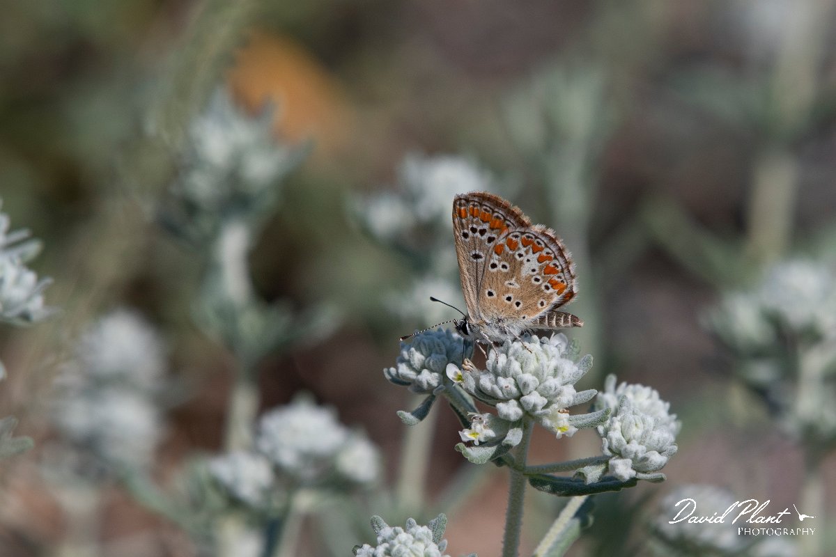 DPPhotography - Northern Greece - Brown argus - B.jpg - Brown argus - Mount Belles, Greece