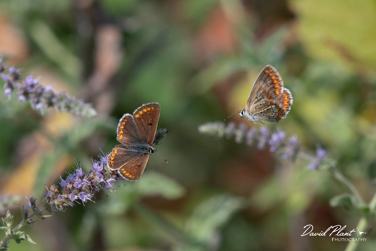 DPPhotography - Northern Greece - Brown argus - C.jpg - Brown argus - Mount Belles, Greece