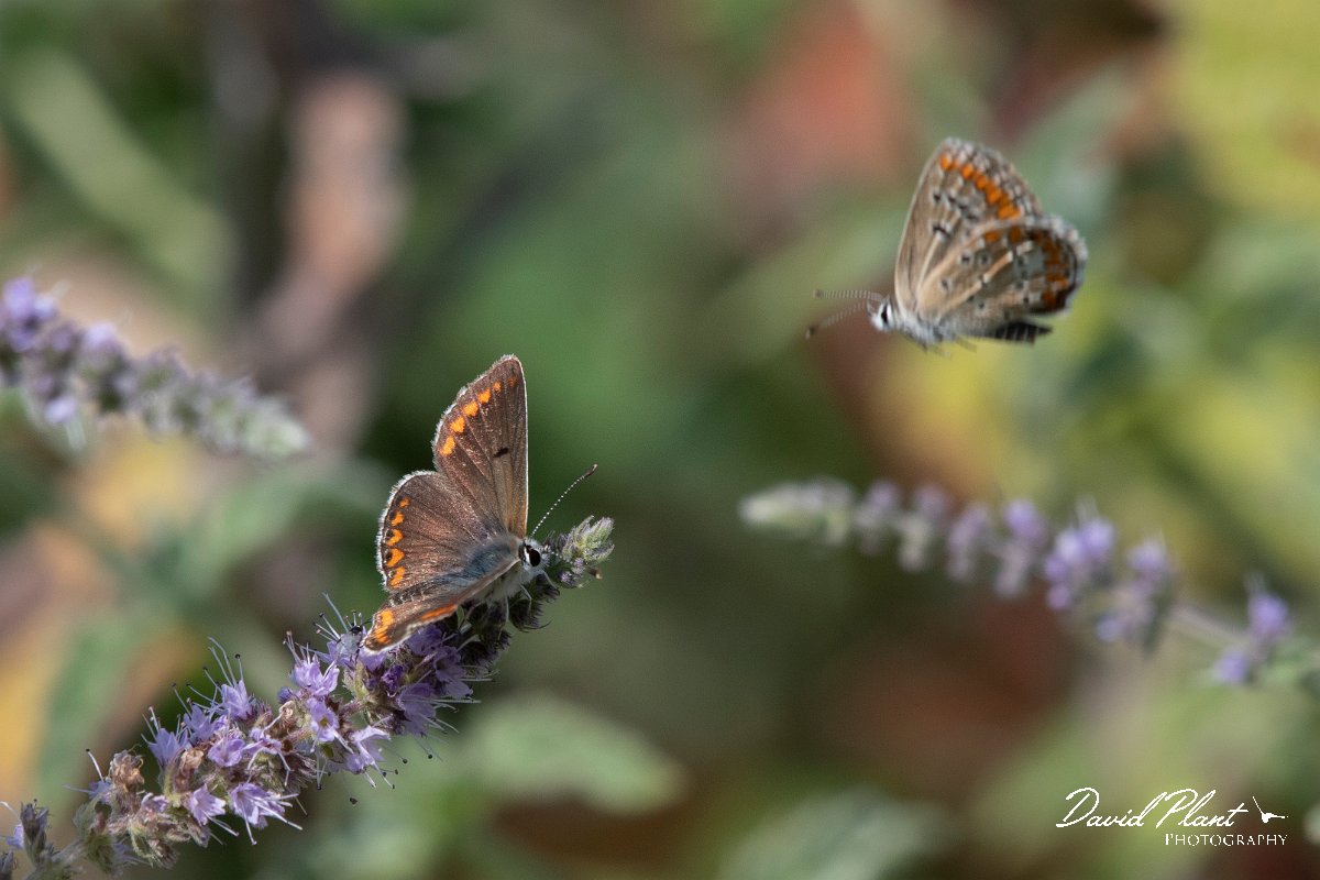 DPPhotography - Northern Greece - Brown argus - D.jpg - Brown argus - Mount Belles, Greece