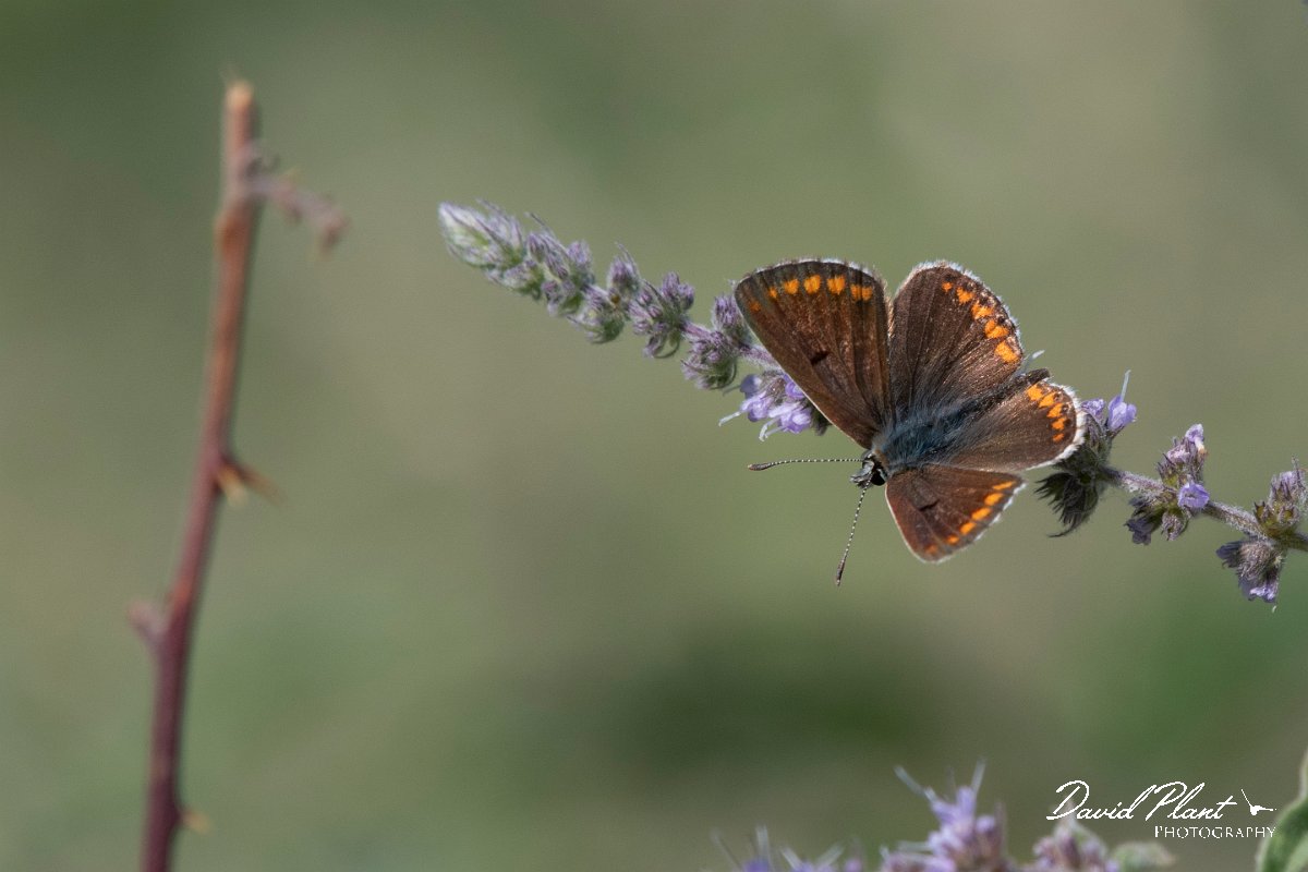 DPPhotography - Northern Greece - Brown argus - E.jpg - Brown argus - Mount Belles, Greece