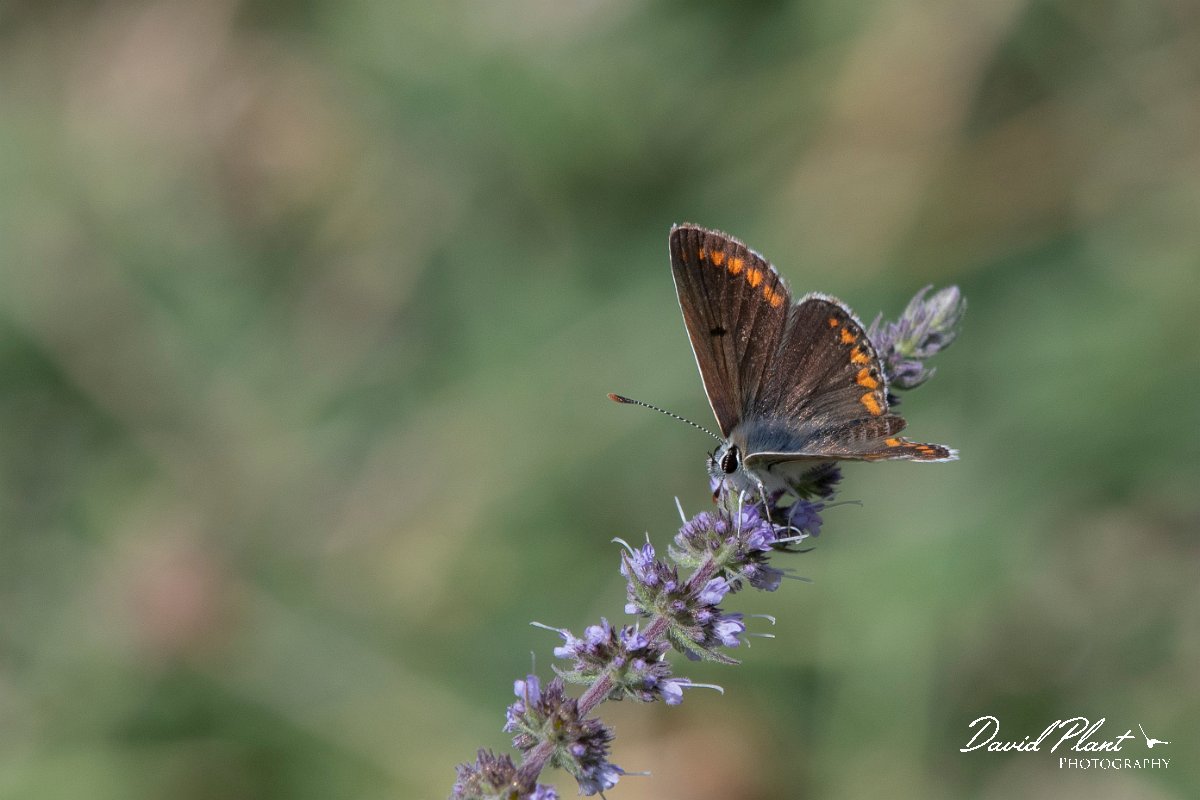 DPPhotography - Northern Greece - Brown argus - F.jpg - Brown argus - Mount Belles, Greece