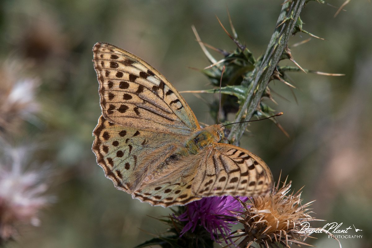 DPPhotography - Northern Greece - Cardinal fritillary - B.jpg - Cardinal fritillary - Mount Pangeo, Greece