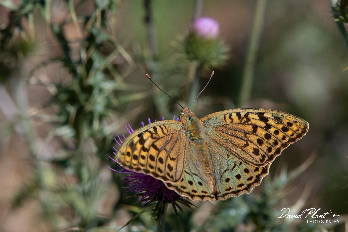 DPPhotography - Northern Greece - Cardinal fritillary - D.jpg - Cardinal fritillary - Mount Pangeo, Greece