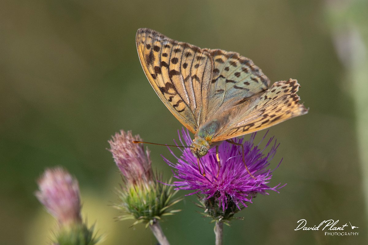 DPPhotography - Northern Greece - Cardinal fritillary - E.jpg - Cardinal fritillary - Mount Vrontou, Greece