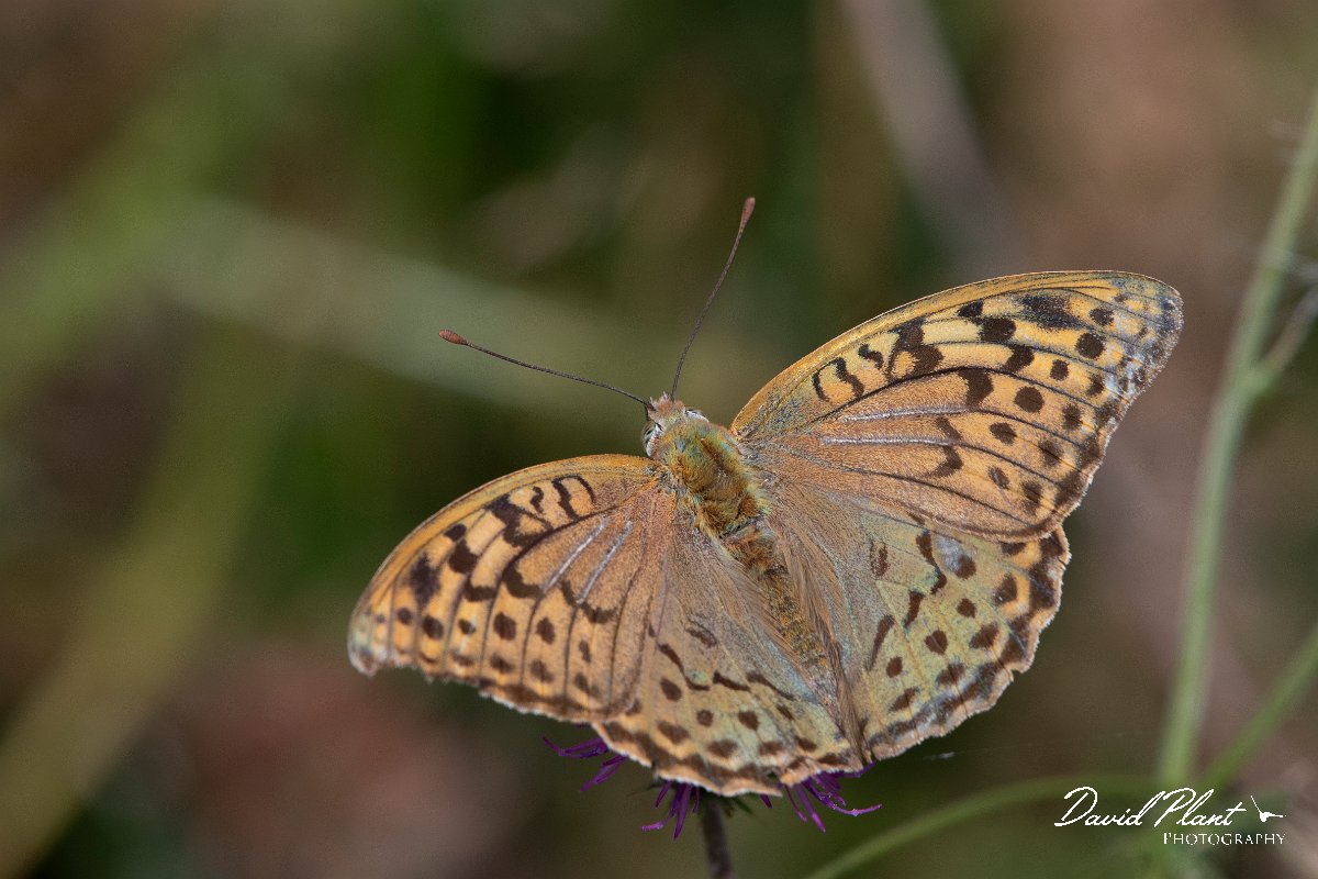 DPPhotography - Northern Greece - Cardinal fritillary - F.jpg - Cardinal fritillary - Mount Vrontou, Greece