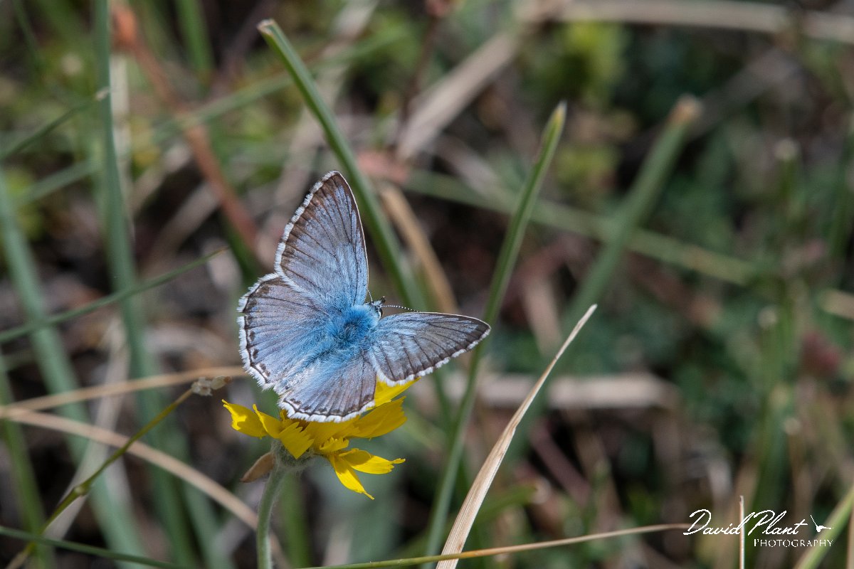 DPPhotography - Northern Greece - Chalkhill blue - B.jpg - Chalkhill blue - Mount Pangeo, Greece