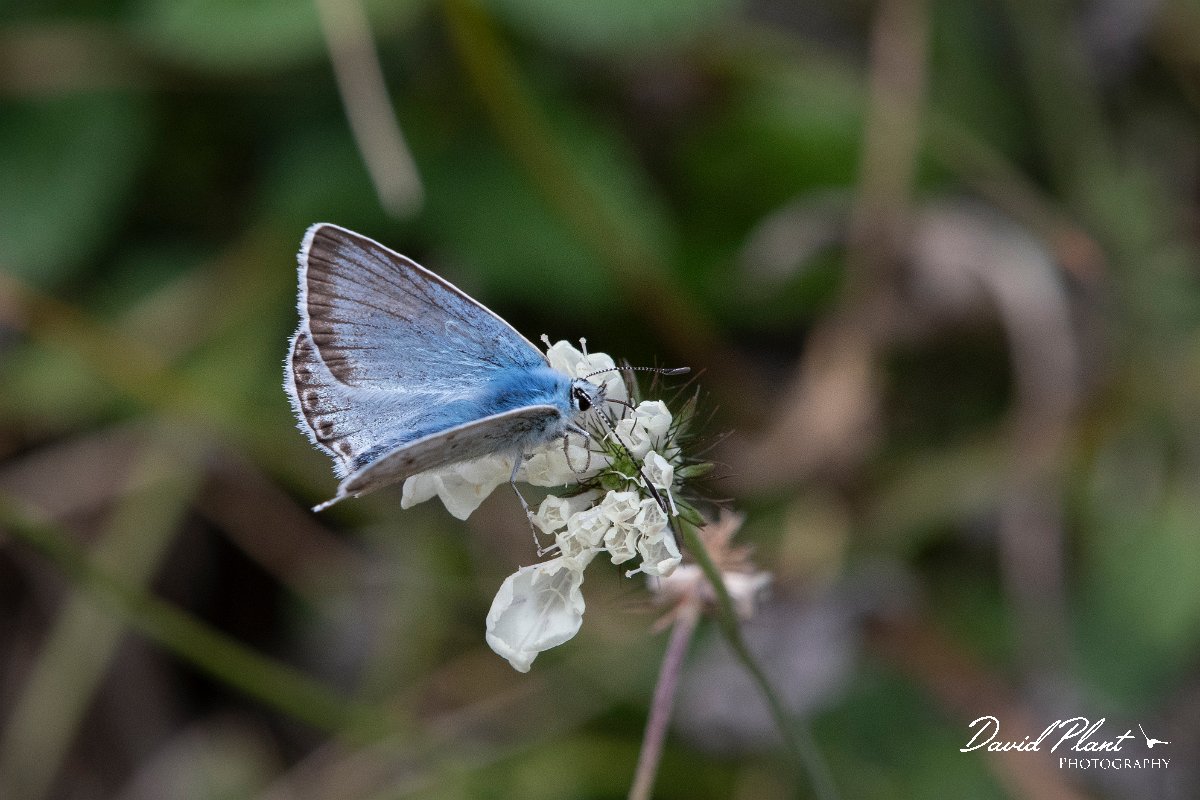 DPPhotography - Northern Greece - Chalkhill blue - C.jpg - Chalkhill blue - Mount Pangeo, Greece