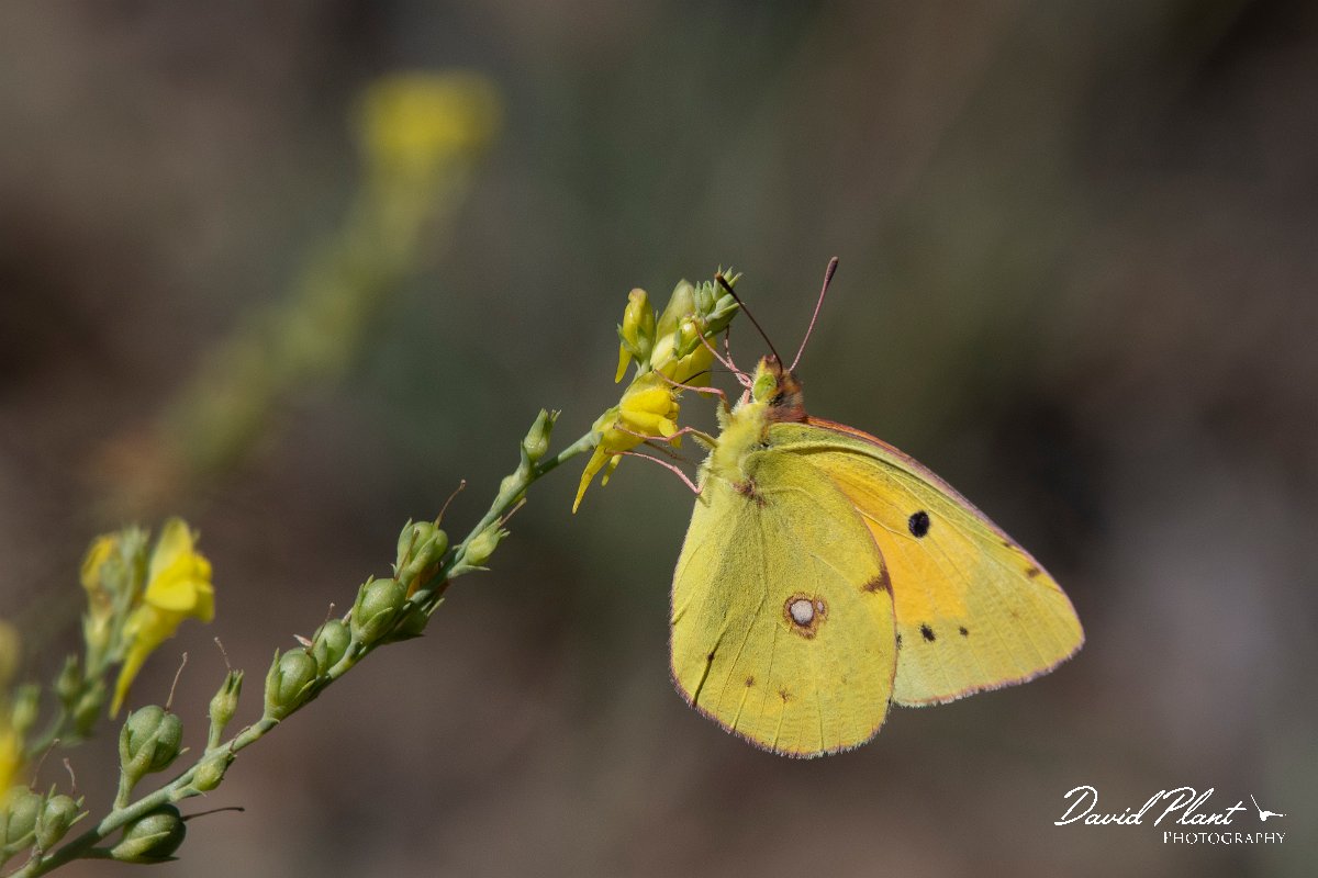 DPPhotography - Northern Greece - Clouded yellow - A.jpg - Clouded yellow - Mount Belles, Greece