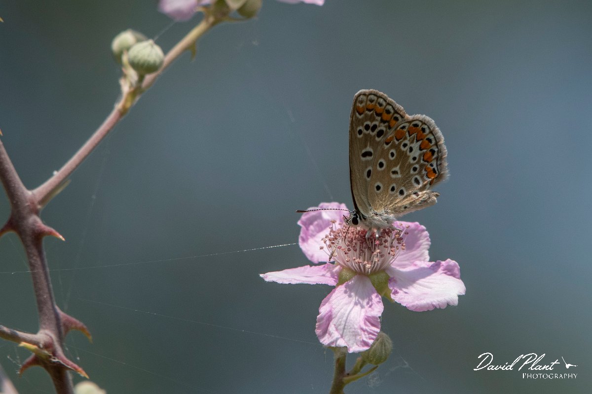 DPPhotography - Northern Greece - Common blue- A.jpg - Common blue - Lake Kerkini, Greece