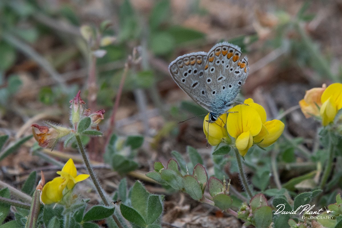 DPPhotography - Northern Greece - Common blue- B.jpg - Common blue - Mount Belles, Greece