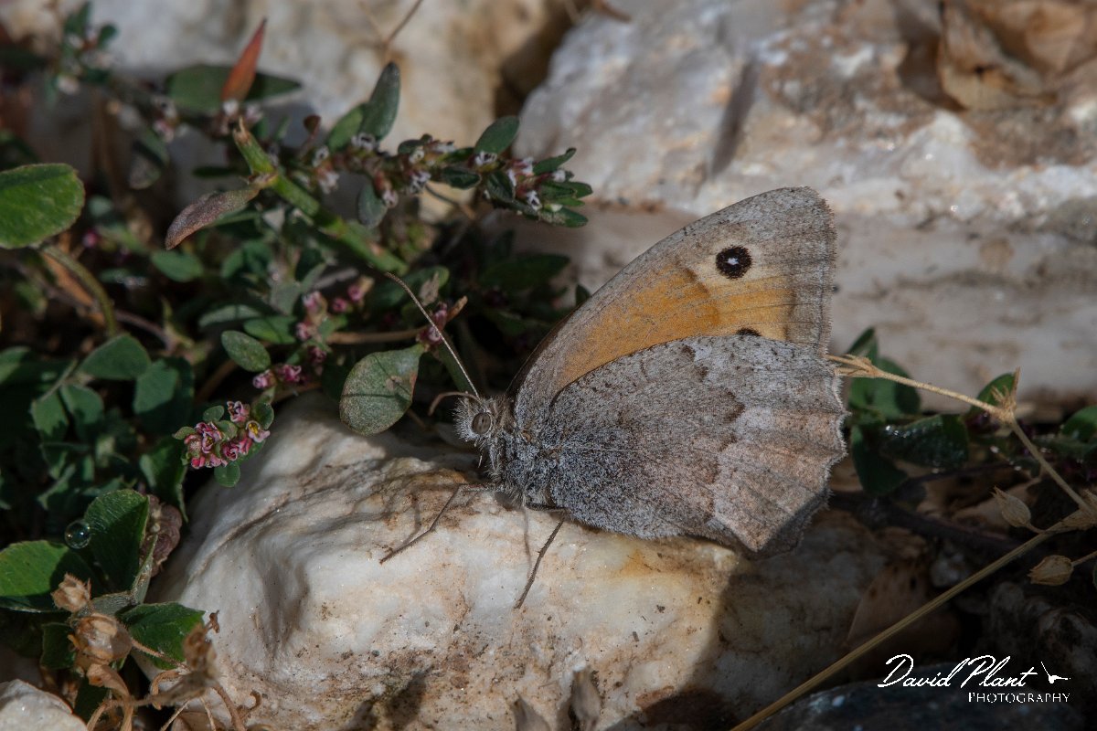 DPPhotography - Northern Greece - Dusky meadow brown - A.jpg - Dusky meadow brown - Mount Pangeo, Greece
