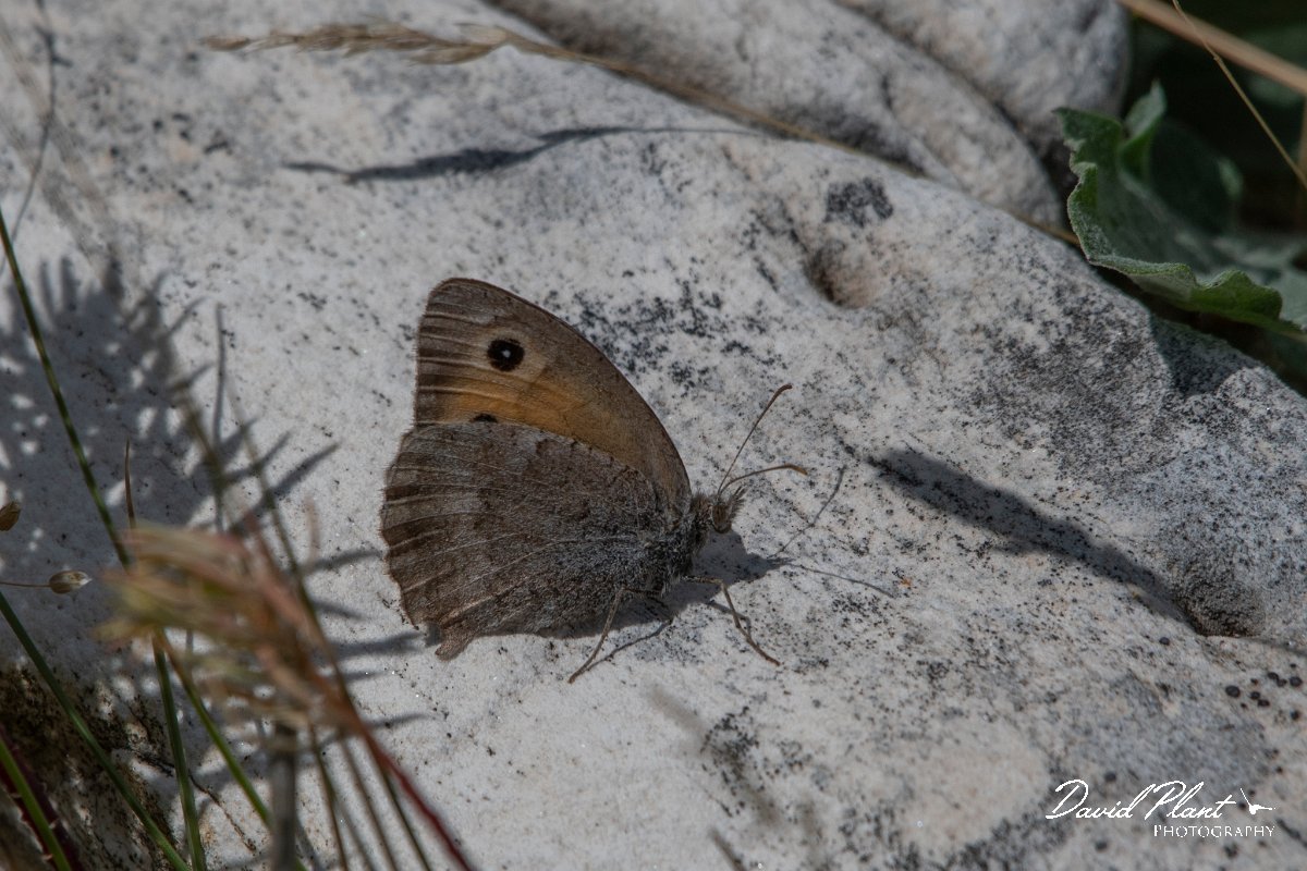 DPPhotography - Northern Greece - Dusky meadow brown - B.jpg - Dusky meadow brown - Mount Pangeo, Greece