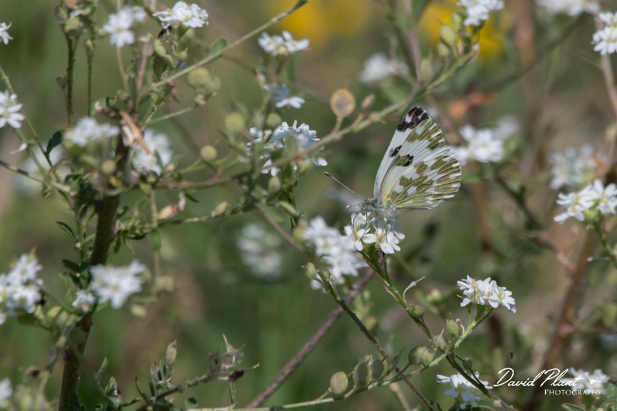 DPPhotography - Northern Greece - Eastern bath white - A.jpg - Eastern bath white - Mount Belles, Greece