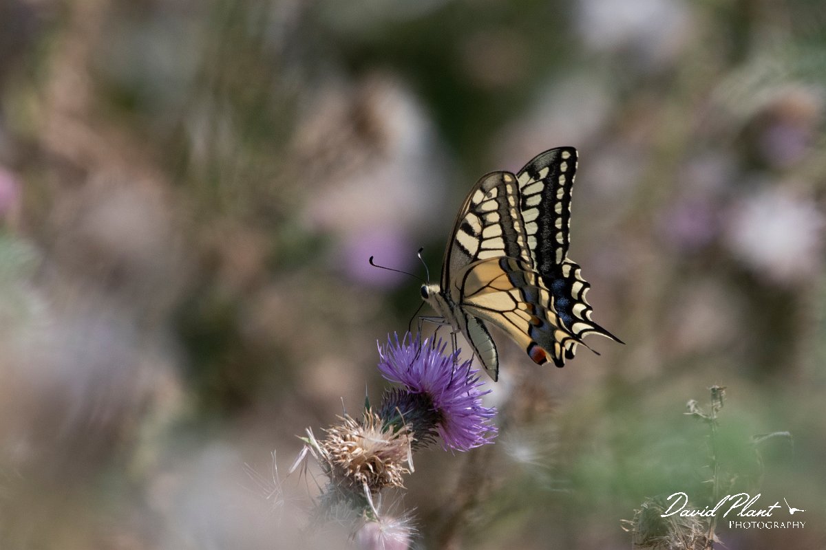 DPPhotography - Northern Greece - European swallowtail - A.jpg - European swallowtail - Lake Kerkini, Greece