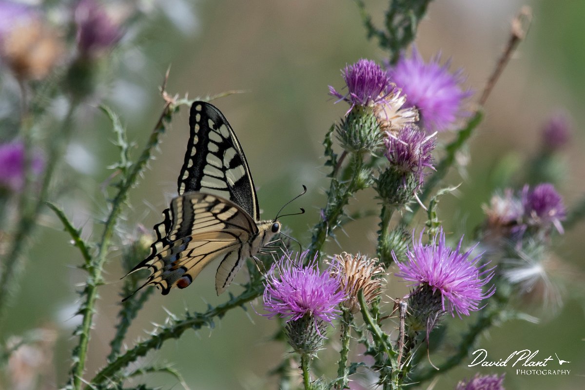 DPPhotography - Northern Greece - European swallowtail - B.jpg - European swallowtail - Lake Kerkini, Greece