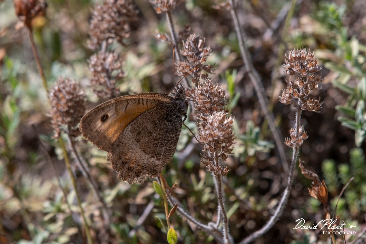 DPPhotography - Northern Greece - False grayling - A.jpg - False grayling - Mount Belles, Greece
