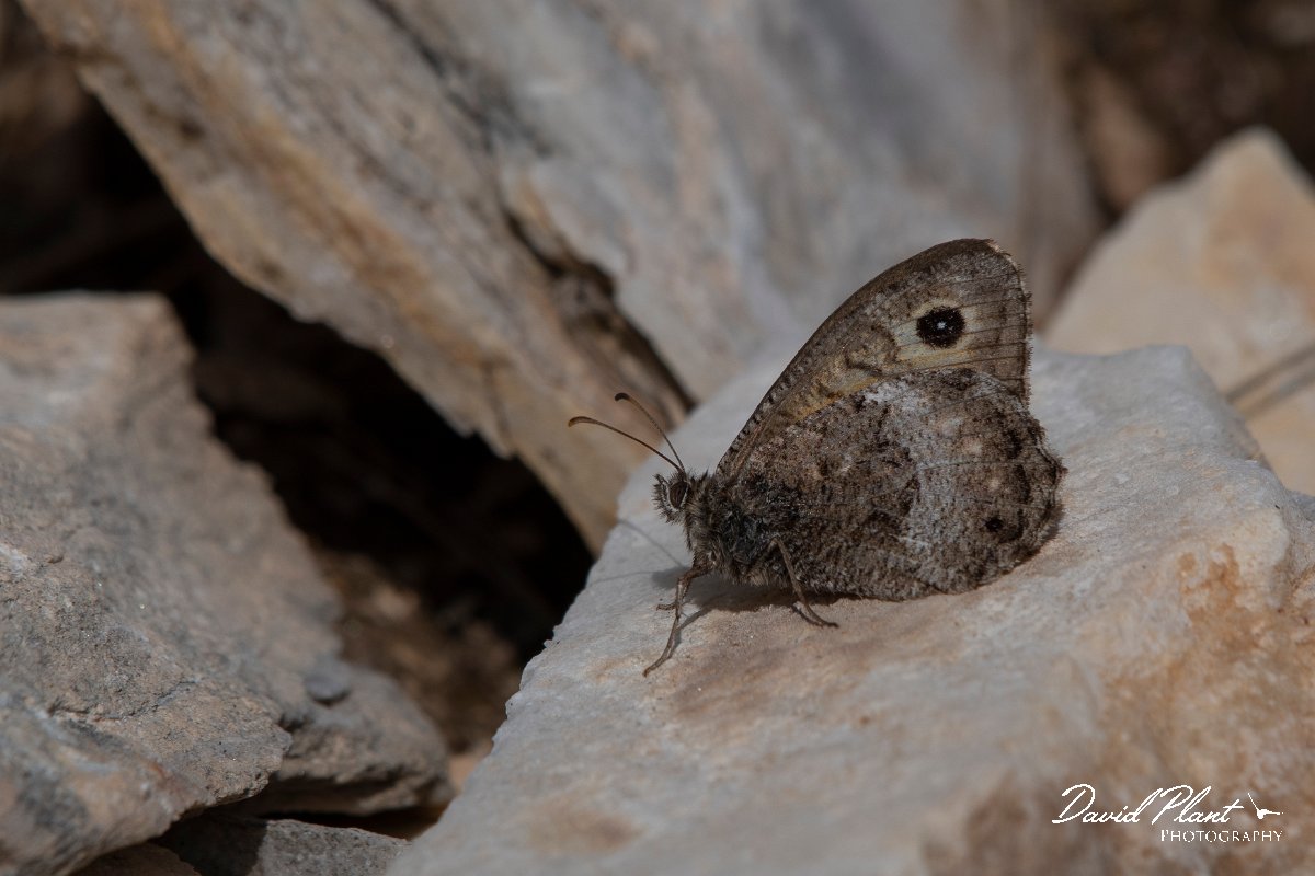 DPPhotography - Northern Greece - False grayling - B.jpg - False grayling - Mount Pangeo, Greece