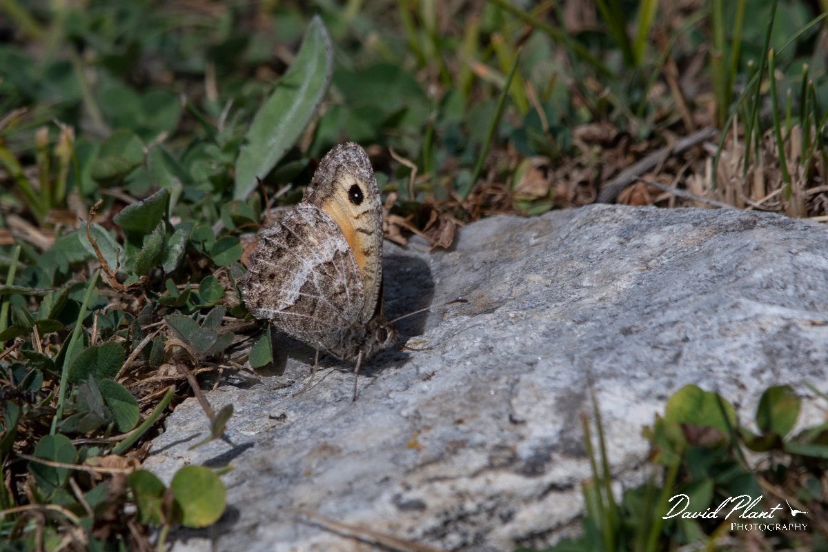 DPPhotography - Northern Greece - False grayling - D.jpg - False grayling - Mount Pangeo, Greece