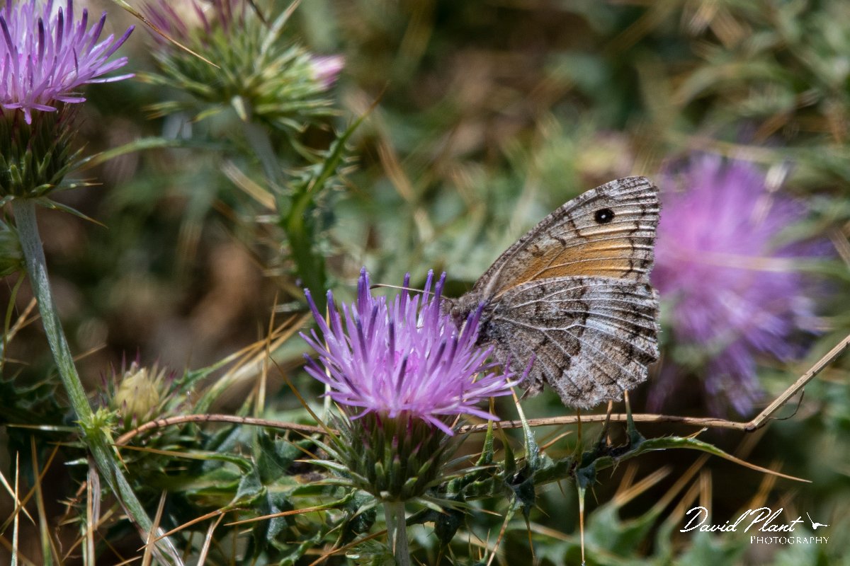 DPPhotography - Northern Greece - False grayling - E.jpg - False grayling - Mount Pangeo, Greece