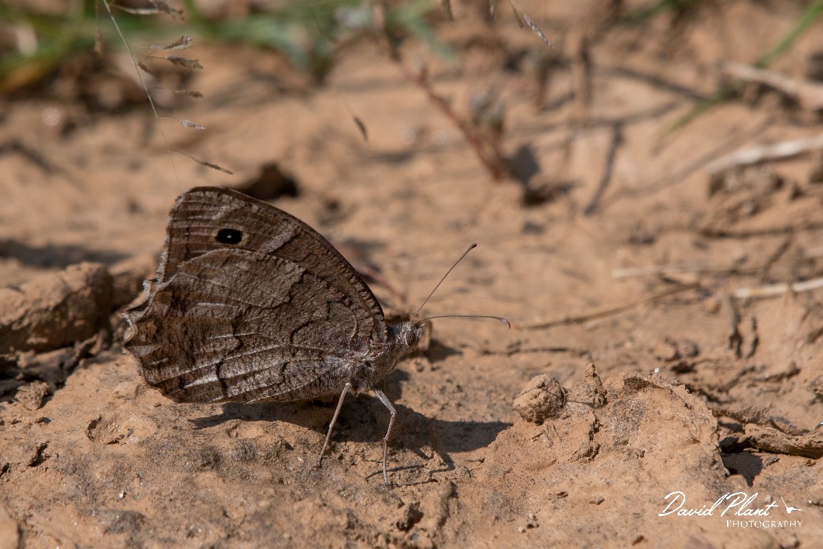 DPPhotography - Northern Greece - Freyer's grayling - A.jpg - Freyer's grayling - Lake Kerkini, Greece