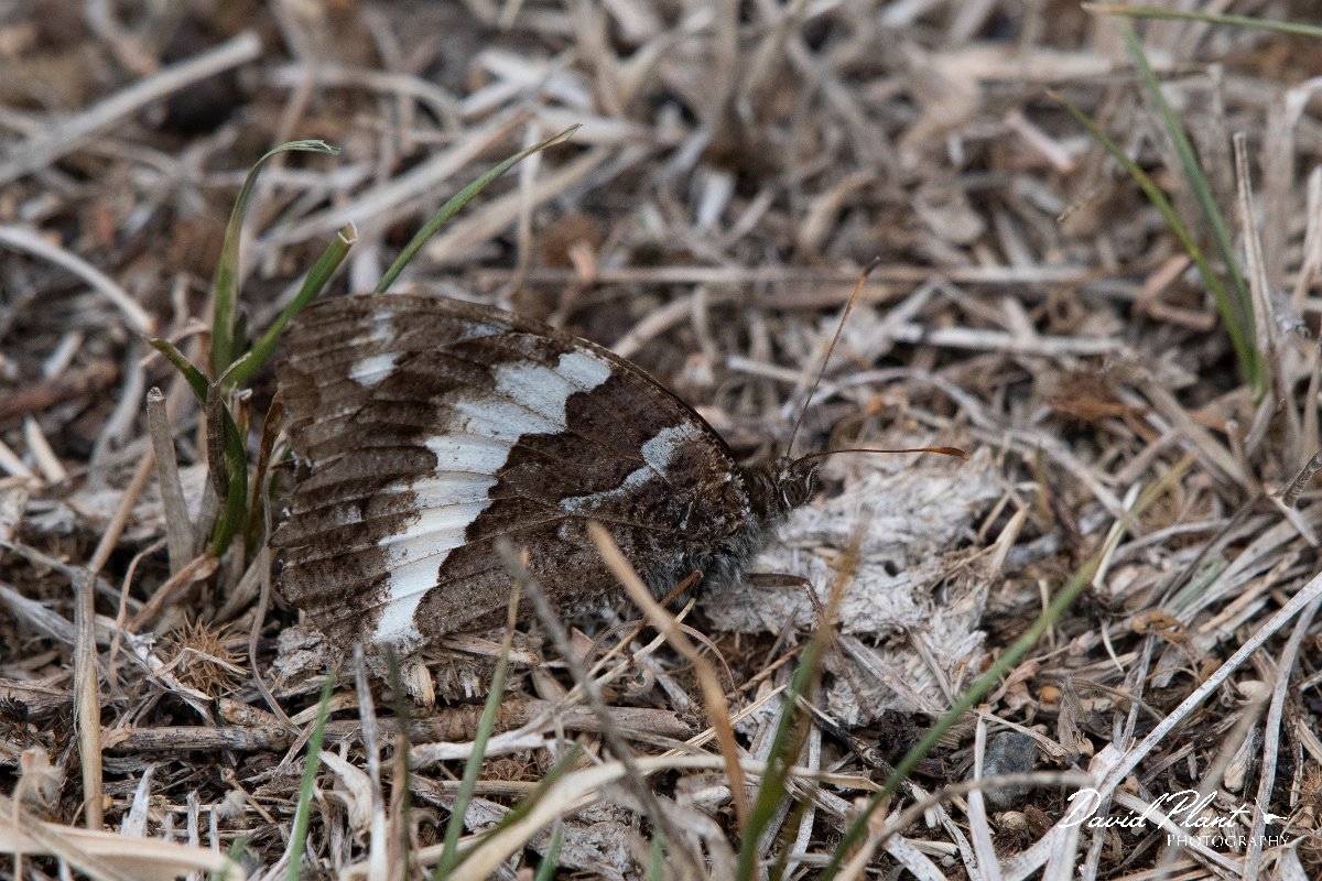DPPhotography - Northern Greece - Great banded grayling - A.jpg - Great banded grayling - Mount Belles, Greece