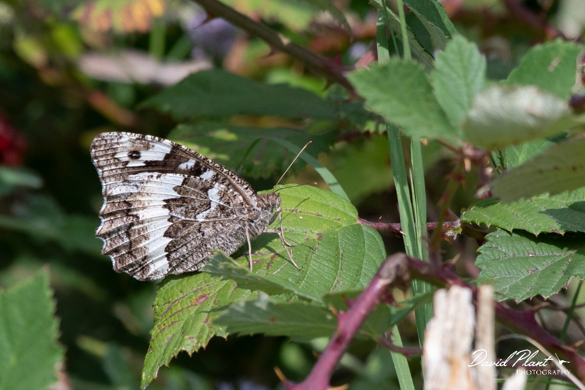 DPPhotography - Northern Greece - Great banded grayling - B.jpg - Great banded grayling - Mount Belles, Greece