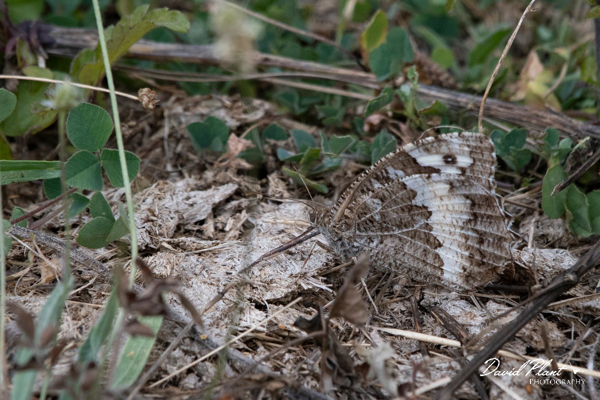 DPPhotography - Northern Greece - Great banded grayling - C.jpg - Great banded grayling - Mount Belles, Greece