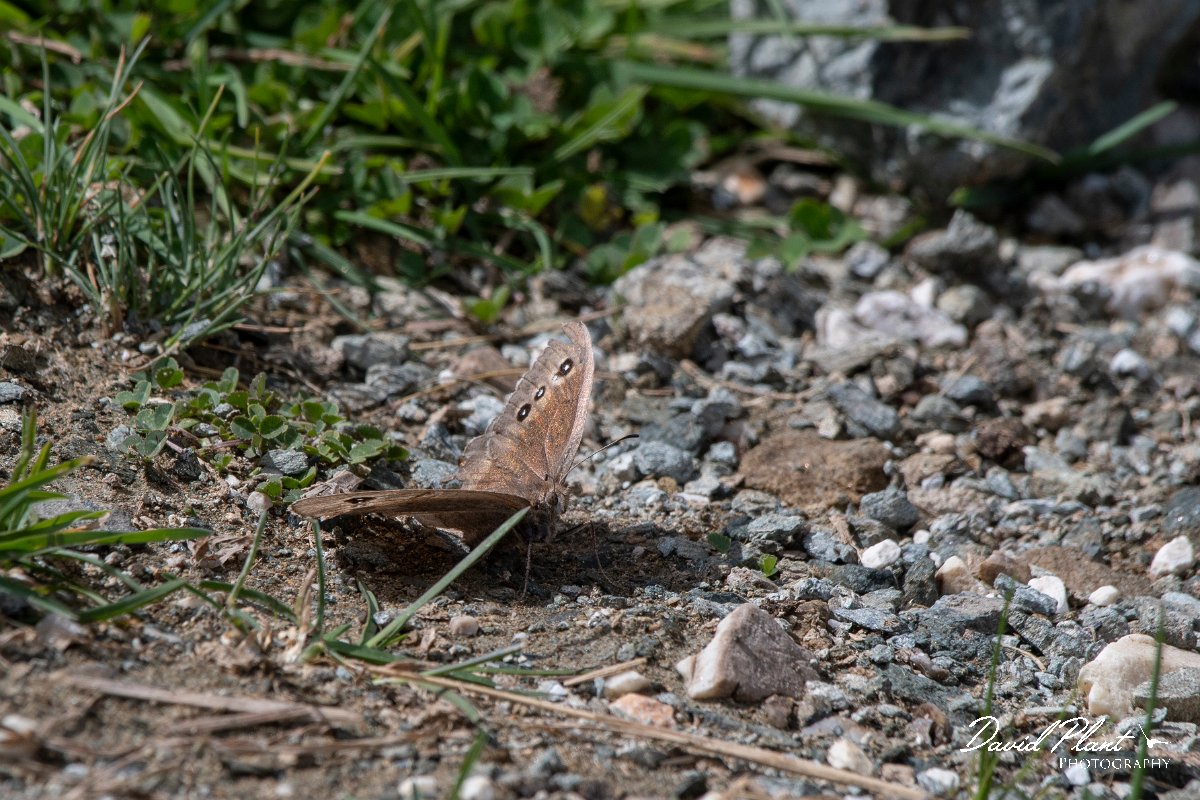 DPPhotography - Northern Greece - Great sooty satyr - A.jpg - Great sooty satyr - Mount Pangeo, Greece